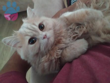British Longhair Cream Kedime Erkek Kedi Eş Arıyorum