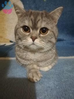 2 Yaşında British Shorthair Oğlumuza Eş Arıyoruz