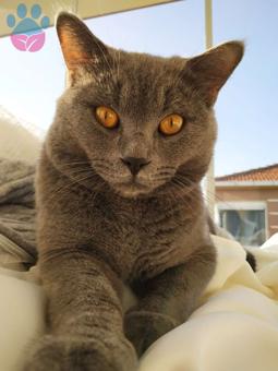 1 Yaşında British Shorthair Oğluma Eş Arıyoruz