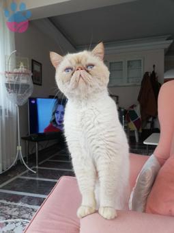 Exotic shorthair eş arıyorım