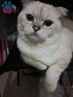 Scottish Fold Kedime Eş Arıyorum kedimiz Erkek