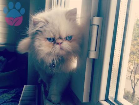 Exotic Shorthair Red Point Oğlumuza Eş Arıyoruz