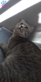 2 Yaşında British Shorthair Oğlum Kızgınlıkta