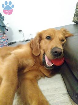 Golden Retriever Oğlumuza Eş Arıyoruz