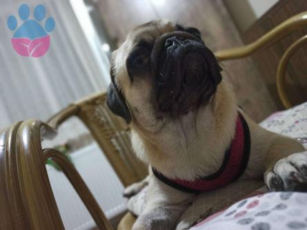 Pug 2 Yaşında Kızıma Eş Arıyorum