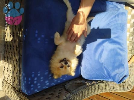 İstanbul&#8217;da Pomerian Dişi  Köpeğime Eş Arıyorum