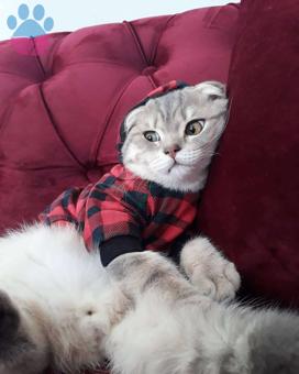 Scottish Fold Pamuk Oğlumuza Eş Arıyoruz