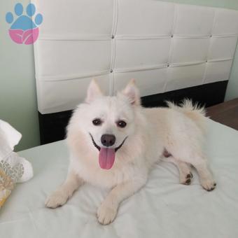 Pomeranian Cinsi Oğlumuza Eş Arıyorum