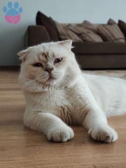 O Bir Scottish Fold Lilac Point C33