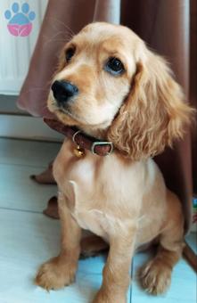 English Cocker Spaniel Adı Boni Dişi Gelin Arıyoruz Bekliyoruz