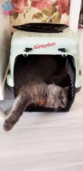 British Shorthair Cinsi Yakışıklı Oğlumuza Eş Arıyoruz