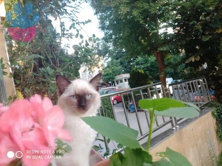 Dişi Ragdoll Blue Point Kedimize Eş Arıyoruz