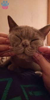 İzmir &#8211; Çeşme Erkek British Shorthair Eş