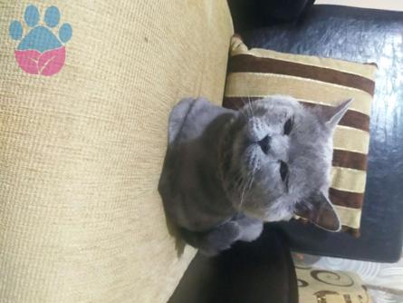 Erkek British Shorthair Kedim İçin Dişi Eş Arıyorum