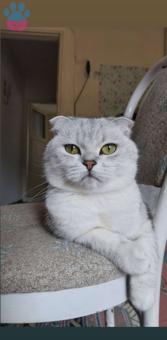 Scottish Fold Erkek Kedimize Eş Arıyoruz