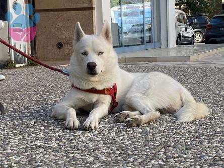 İzmir Husky Dişi Eş Arıyorum