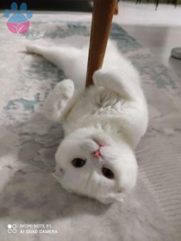 1 Yaşında Scottish Fold Cinsi Oğluma Eş Arıyorum