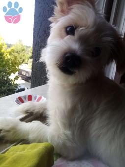 Maltese Terrier 10 Aylık Dişi Köpeğime Eş Arıyorum