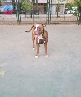 Red Nose Pitt Cinsleri Eş Adayı Aramaktayız