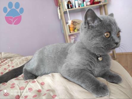 British Shorthair Kızımıza Damat Arıyoruz