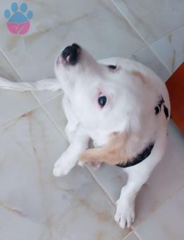 Maltese Terrier Kızımız Patiye Eş Arıyoruz