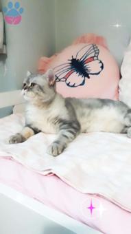 British Shorthair Yakışıklı Kedimize Eş Arıyoruz