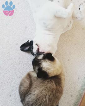 French Bulldog Oğlum Hodor&#8217;a Acil Eş Arıyoruz ?