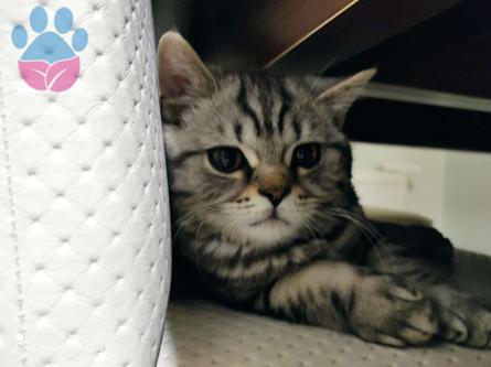 British Shorthair Cinsi Oğlumuza Eş Arıyoruz