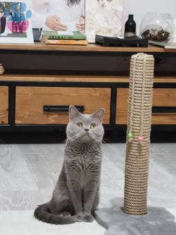 British Shorthair Oğlumuza Eş Arıyoruz