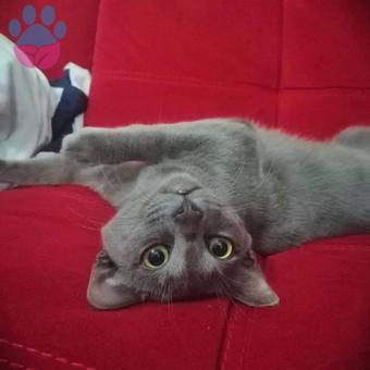 Russian Blue Cinsi Oğlumuza Eş Arıyoruz