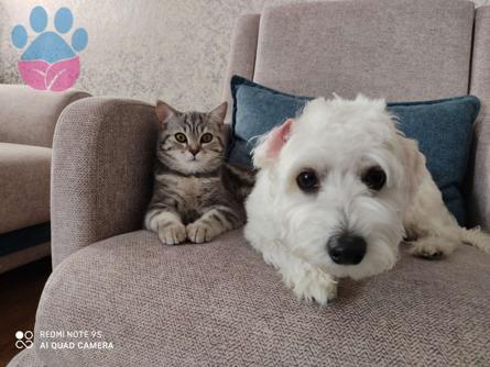 Maltese Terrier İzmir Oğluma Eş Arıyorum