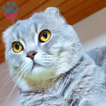 1.5 Yaşındaki Oğluma Eş Arıyorum Scottish Fold Açık Renk Gri