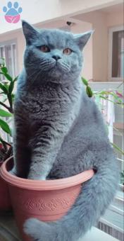 1.5 Yaşındaki British Shorthair Oğlumuza Eş Arıyoruz