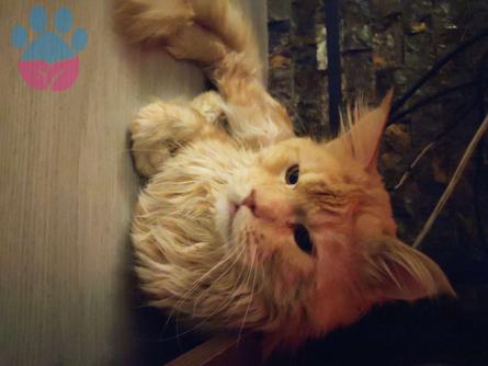 Maine Coon Cinsi Oğluma Dişi Eş Aranıyor