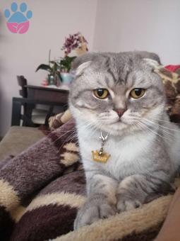 Scottish Fold Cinsi Oğlumuza Eş Arıyoruz