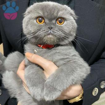 Scottish Fold Cinsi Kızım Chérie &#8216;ye Eş Arıyoruz