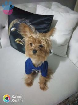 2 Yaşında Yorkshire Terrier Suzi Kızımıza Eş Arıyoruz