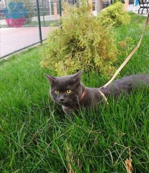 British Shorthair Oğluma Çiftleştirmek İçin Dişi Kedi Arıyorum