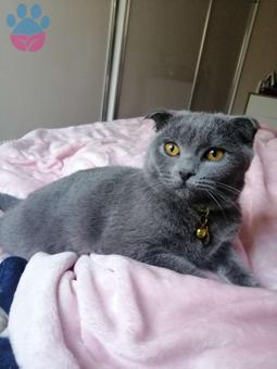 EŞ ARIYORUZ British Shorthair