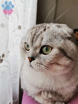 Scottish Fold Cinsi Paşamıza Eş Arıyoruz