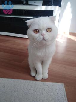 Exotic Scottish Fold Kedimize Eş Arıyoruz