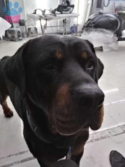 Rottweiler Cinsi Oğluma Eş Arıyorum