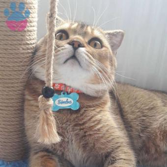 Simba ya Eş Arıyoruz