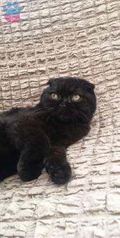 Scottish Fold Kedime Dişi British Arıyorum