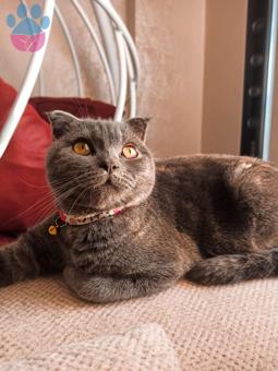 Scottish Fold Cinsi Oğlum Mars&#8217;a Eş Arıyoruz