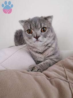 Scottish Fold Oğlumuz İçin Eş Arıyoruz