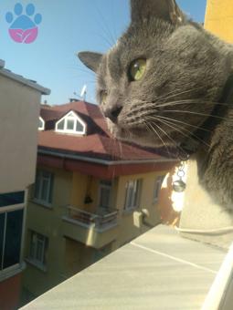 Russian Blue Yakışıklı Oğluma Eş Arıyorum