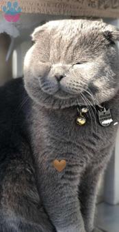 Dişi British Shorthair Eş Arıyoruz