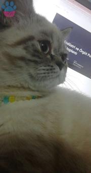 British Shorthair Cinsi Oğlumuza Eş Arıyoruz