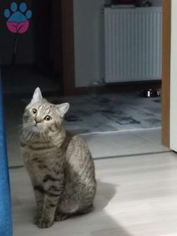 Scotish Straight Golden Tabby Erkek Kedime Eş Arıyorum